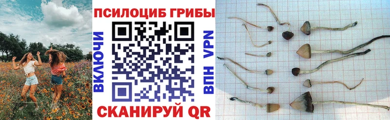 Галлюциногенные грибы прущие грибы  Ахтубинск 